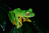 Wallace's flying frog (Rhacophorus nigropalmatus) resting on branch in lowland rainforest, Danum Valley Conservation Area, Sabah, Borneo, Malaysia