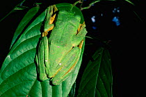 Wallace's flying frog (Rhacophorus nigropalmatus) camouflaged on leaf in lowland rainforest, Danum Valley Conservation Area, Sabah, Borneo, Malaysia