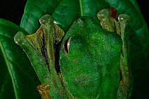 Wallace's flying frog (Rhacophorus nigropalmatus) camouflaged on leaf in lowland rainforest, showing webbed feet, Danum Valley Conservation Area, Sabah, Borneo, Malaysia