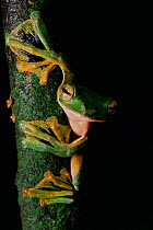 Wallace's flying frog (Rhacophorus nigropalmatus) on tree trunk in lowland rainforest showing webbed feet, Danum Valley Conservation Area, Sabah, Borneo, Malaysia