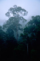 Lowland dipterocarp rainforest and river in Danum Valley Conservation Area, Sabah, Borneo, Malaysia,