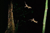 Kuhl's flying gecko (Ptychozoon kuhlii) gliding to  small tree in the lowland rainforest, Danum Valley Conservation Area, Sabah, Borneo, Malaysia,  Double exposure of the same lizard on the frame by...