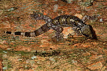 Kuhl's flying gecko (Ptychozoon kuhlii) camouflaged on tree trunk, Danum Valley Conservation Area, Sabah, Borneo, Malaysia