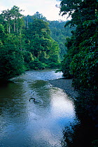 View of lowland dipterocarp rainforest and river in Danum Valley Conservation Area, Sabah, Malaysia, Borneo.