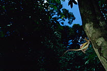 Flying dragon lizard (Draco sp) landing on tree trunk gliding, Danum Valley Conservation Area, Sabah, Borneo, Malaysia.