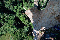 Canopy level view down tree trunk, with photographers feet visible, Gunung Palung National Park, Borneo, West Kalimantan, Indonesia.