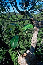 Strangler fig (Ficus stupenda) seedling growing in a tree crotch high in the rainforest canopy, Gunung Palung National Park, Borneo, West Kalimantan, Indonesia.