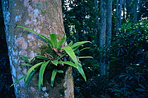 Fern epiphyte growing on the side of a tree trunk in the rainforest canopy, Gunung Palung National Park, Borneo, West Kalimantan, Indonesia.
