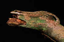 Kuhl's flying gecko (Ptychozoon kuhlii) on branch in the lowland rainforest, Bako National Park, Sarawak, Borneo, Malaysia