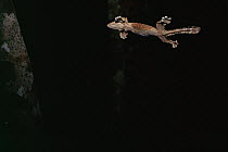 Kuhl's Flying Gecko (Ptychozoon kuhlii) gliding towards a small tree in the lowland rainforest, Bako National Park, Sarawak, Borneo, Malaysia