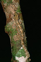 Kuhl's Flying Gecko (Ptychozoon kuhlii) camouflaged on branch in the lowland rainforest, Bako National Park, Sarawak, Borneo, Malaysia