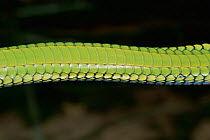 Paradise tree snake (Chrysopelea paradisi) detail of belly scales in rainforest, Borneo
