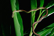 Paradise tree snake (Chrysopelea paradisi) on wild ginger plant in rainforest, Borneo