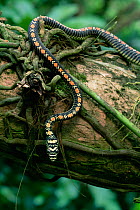 Paradise tree snake (Chrysopelea paradisi) on tree branch in rainforest, Borneo