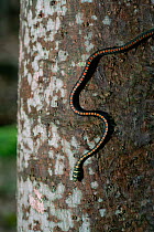 Paradise tree snake (Chrysopelea paradisi) climbing down a tree trunk in rainforest, Borneo