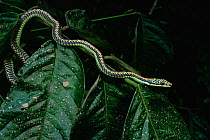 Paradise tree snake (Chrysopelea paradisi) on leafy branch in rainforest, Borneo