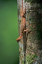 Flying dragon lizard (Draco sp) female on a tree trunk in the rainforest, Danum Valley Conservation Area, Sabah, Borneo, Malaysia.