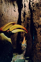 Great indian hornbill (Buceros bicornis) female inside her nest cavity in hollow tree, with chick. Female passes food brought by the male to the chick, Borneo. IUCN Red List: Near Threatened.
