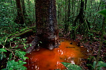 Peat swamp rainforest with pig wallow. Gunung Palung National Park, Borneo