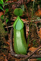 Pitcher Plant (Nepenthes sp.) growing on the forest floor in the montane forest at approx. 800 m elevation. Gunung Palung National Park, West Kalimantank Indonesia, Borneo