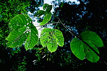 Leaf of a Macaranga tree (Macaranga sp) heavily eaten by insects. Lowland rainforest in Lambir National Park, Sarawak, Malaysia, Borneo.