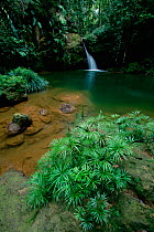 A waterfall in the lowland rainforest of Borneo, with pool surrounded by ferns and other plants. Lambir Hills National Park, Sarawak, Malaysia.