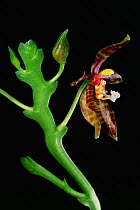 Wild orchid (Phalaenopsis pantherina) in flower from the rainforest of Borneo. Sabah State, Malaysia.