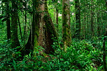 Interior view of lowland dipterocarp rainforest. Ground cover is dominated by herb Phrynium. Gunung Palung National Park, Borneo, Indonesia.