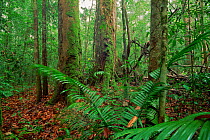 Lowland rainforest with Rotan Palm (Calamus sp.) and Dipterocarpus trees (Dipterocarpus sublamellatus) Gunung Palung National Park, Borneo, West Kalimantan, Indonesia