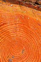 A close up of a cut trunk of a pine tree in Japan, showing annual growth rings.