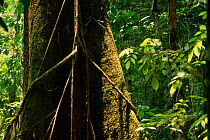 Strangler Fig (Ficus sp.) roots descend a host tree. Lowland rainforest, Gunung Palung National Park, Borneo, Indonesia.