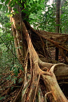 Strangler Fig (Ficus sp.) Lowland rainforest in Borneo. Gunung Palung National Park, Indonesia.