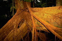 Strangler Fig (Ficus sp.) Lowland rainforest in Borneo. Gunung Palung National Park, Indonesia.