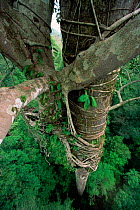 Strangler Fig (Ficus stupenda) roots wrap around a host tree and descend to the ground. Host is a giant Dipterocarp tree (Shorea sp.) Lowland rainforest in Borneo. Gunung Palung National Park, Indones...