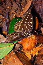 Archduke Butterfly (Lexius sp.) female feeding on rotting fig fruits on the ground in the rainforest. Gunung Palung National Park, Borneo, Indonesia