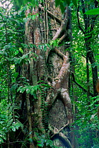 Strangler Fig (Ficus sp.) with its roots wrapped around its host tree. Lowland rainforest in Borneo. Gunung Palung National Park, Indonesia.