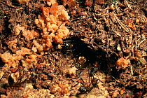 Golden Spiny ant (Polyrhachis sp.) collecting fig seeds from animal droppings and taking them to their nest in a canopy tree, in doing so they distribute fig seeds to favorable locations for growth. G...