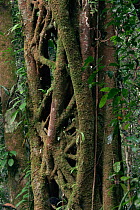 Close up of Strangler Fig (Ficus sp.) that has killed its host tree long ago. The host has rotted away, leaving a hollow center. Lowland rainforest in Borneo. Gunung Palung National Park, Indonesia.