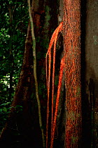 Strangler Fig (Ficus sp.) roots descend a host tree. Lowland rainforest in Borneo. Gunung Palung National Park, Indonesia.