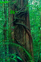 Strangler Fig (Ficus sp.) tree with decomposing host tree visible in the center. Lowland rainforest in Borneo. Gunung Palung National Park, Indonesia.