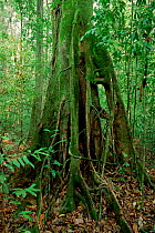 Strangler Fig (Ficus kerkhovenii) tree in the lowland rainforest of Borneo. Gunung Palung National Park, Indonesia.