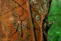 Spiny Stick Insect ( Phasmatodea / Phasmids) on a tree trunk near strangler fig roots.Gunung Palung National Park, Borneo, Indonesia