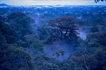Aerial / Canopy view of the lowland dipterocarp rainforest during a mast year fruiting event when many canopy trees have fruit adding color to their crowns. Gunung Palung National Park, Indonesia.