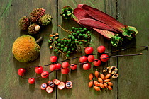 Array of rainforest fruits eaten by an orangutan during one day, during a high fruit availability period. Included are: Nephilium, Dipterocarpus, Baccaurea, and Artocarpus. Gunung Palung National Park...