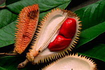 Close-up of wild durian (Durio sp.) from the lowland rainforest in Borneo. This species is favored by hornbills. Gunung Palung National Park, Indonesia.