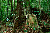 A rainforest tree with large buttresses. Gunung Palung National Park, Borneo, Indonesia.