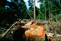 Illegal logging in Gunung Palung National Park, Borneo, Indonesia.
