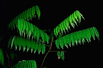 A rainforest understory shrub's leaves droop at night. Danum Valley Conservation Area, Sabah, Malaysia, Borneo. Sequence 1/2