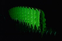 A rainforest understory shrub's leaves droop at night. Danum Valley Conservation Area, Sabah, Malaysia, Borneo. Sequence