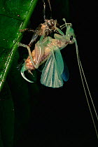 Katydid adult emerged from its nymph skin and spreading its wings to dry at night in the rainforest. Danum Valley Conservation Area, Borneo.
